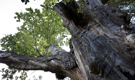 El roure i la font del Joncar