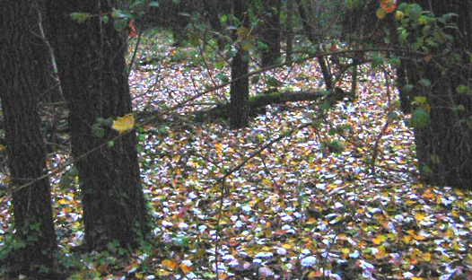 Font del Fanga o dels caÃ§adors