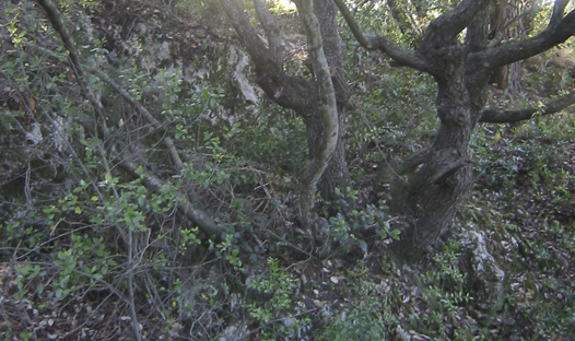 Cova del ToixÃ³ o de l'Hort del Sort